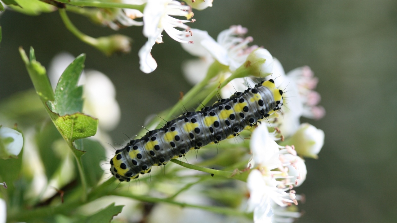 Большая гусеница на ветке с белыми цветами вишни