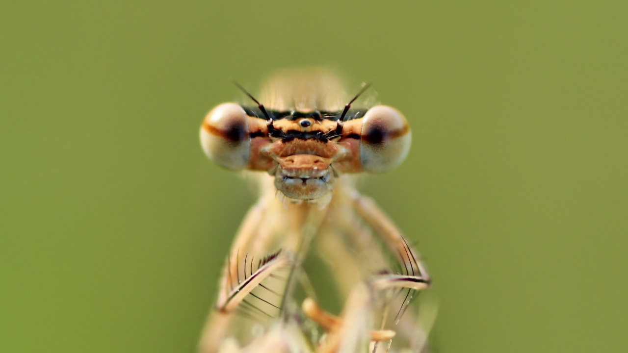 Большие глаза стрекозы крупным планом