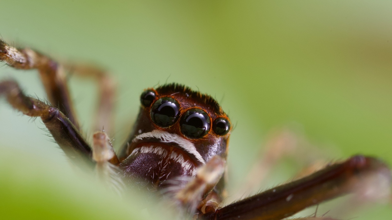 Большой паук с черными глазами на зеленом фоне