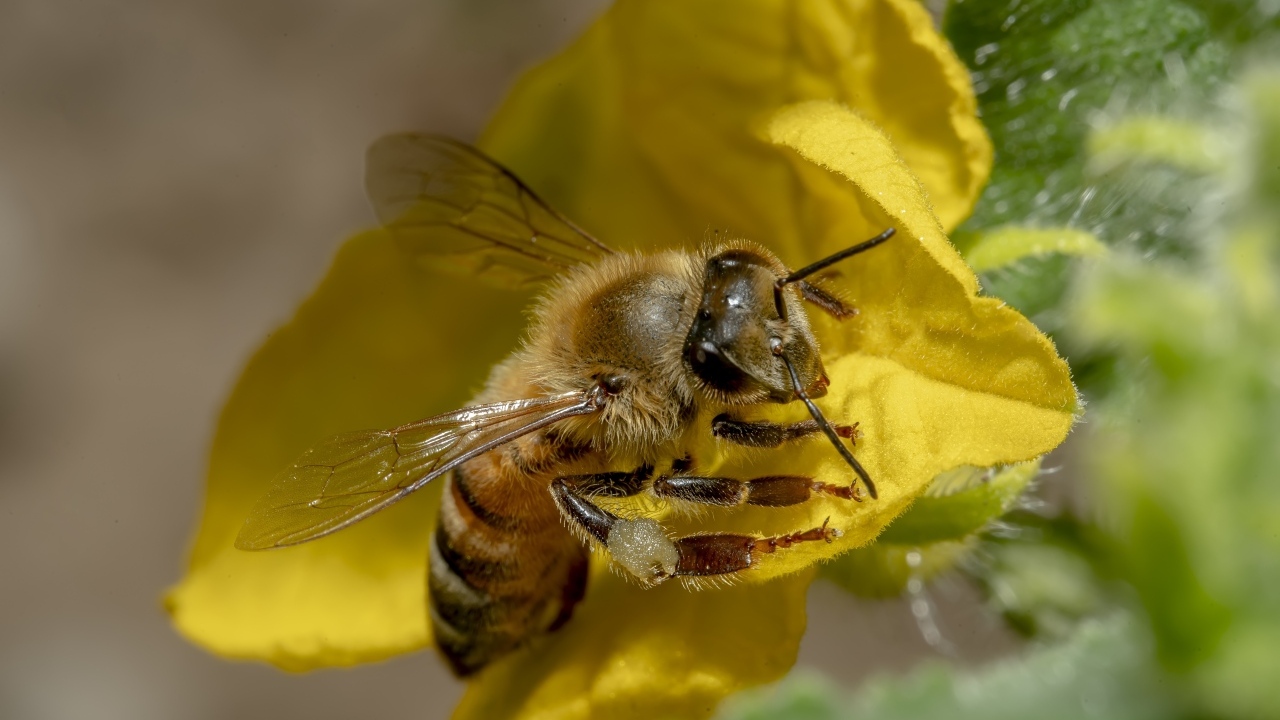 Маленькая пчела сидит на желтом цветке
