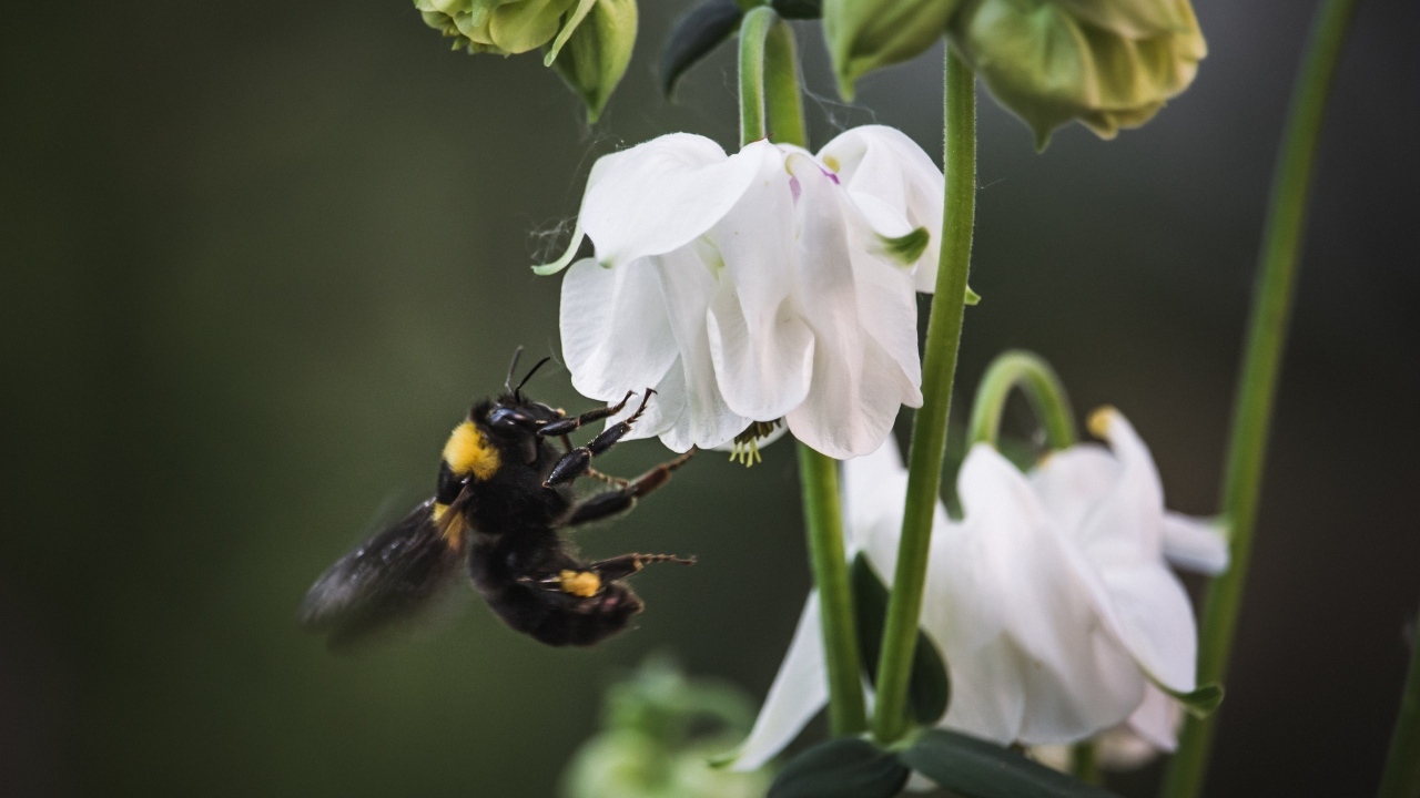 Маленький шмель у белых цветов