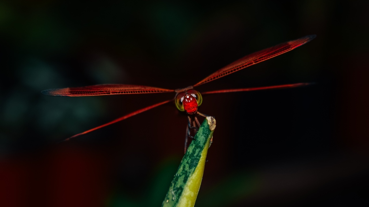 Красная стрекоза сидит на траве