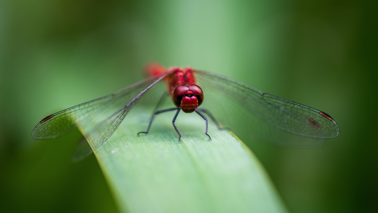 Красная стрекоза с прозрачными крыльями на зеленом листке