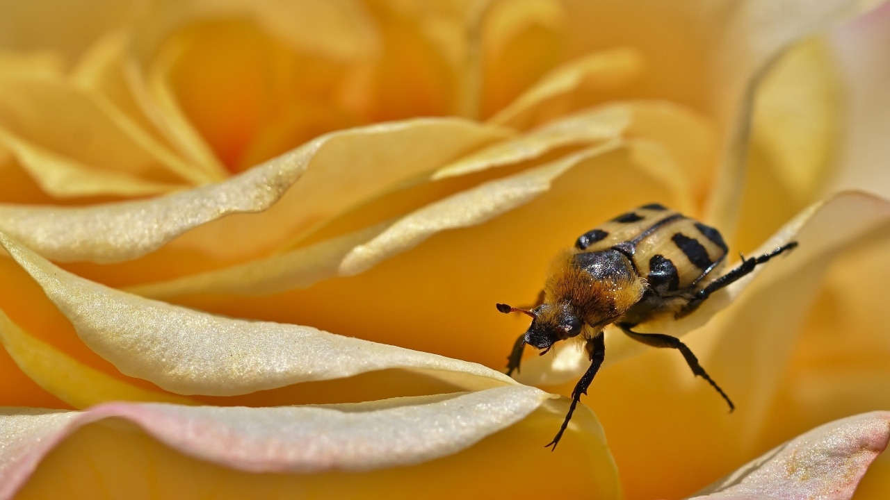 Маленький жук на цветке розы
