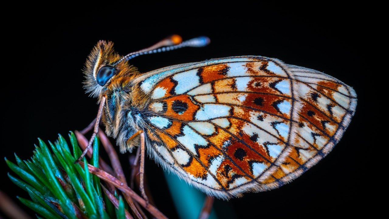 Маленькая коричневая бабочка на черном фоне