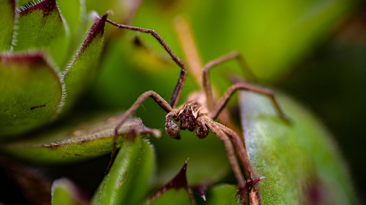 Паук прячется в зеленых листьях