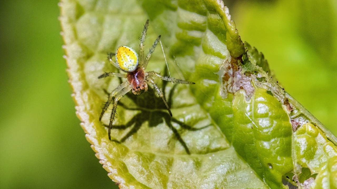 Паук плетет паутину на зеленом листке
