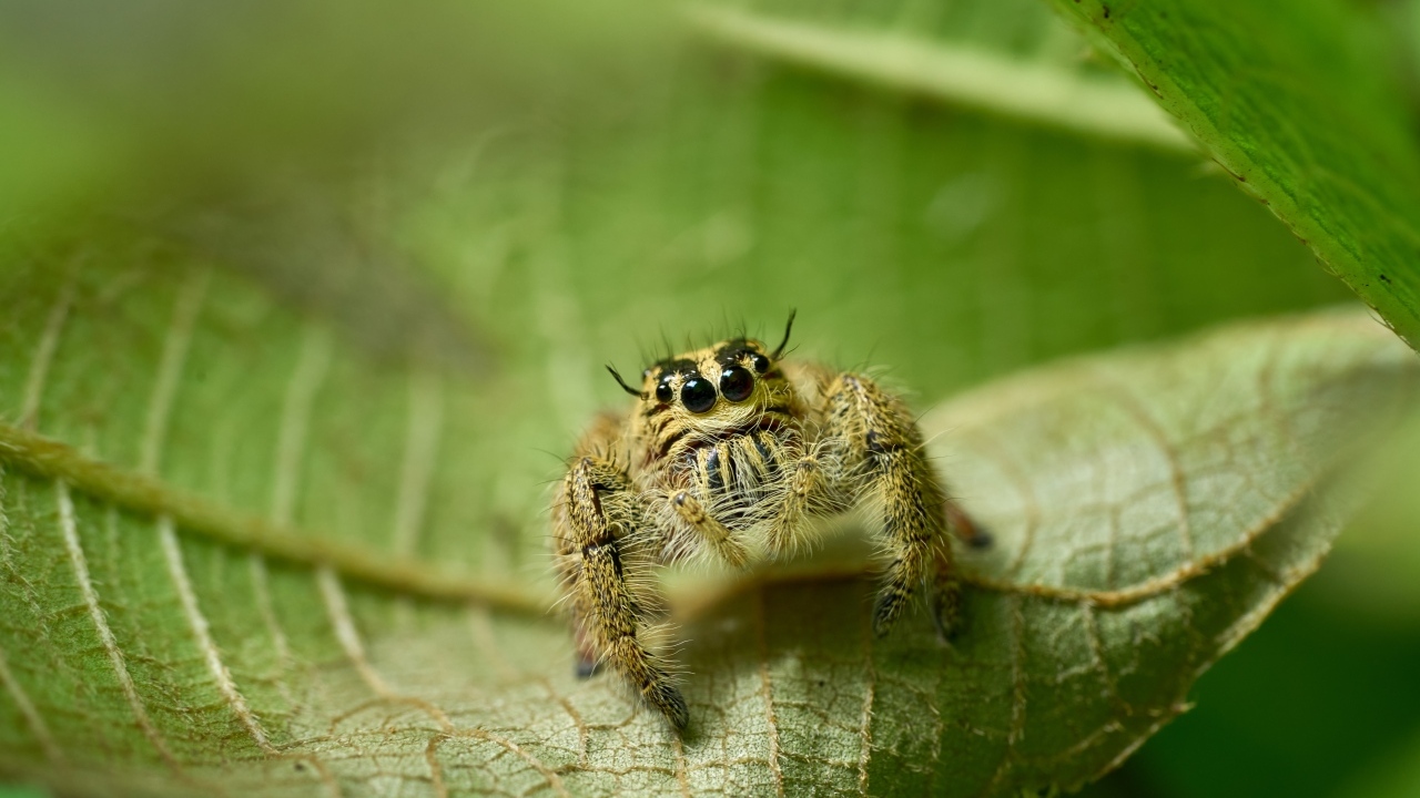 Паук с черными глазами сидит на листе