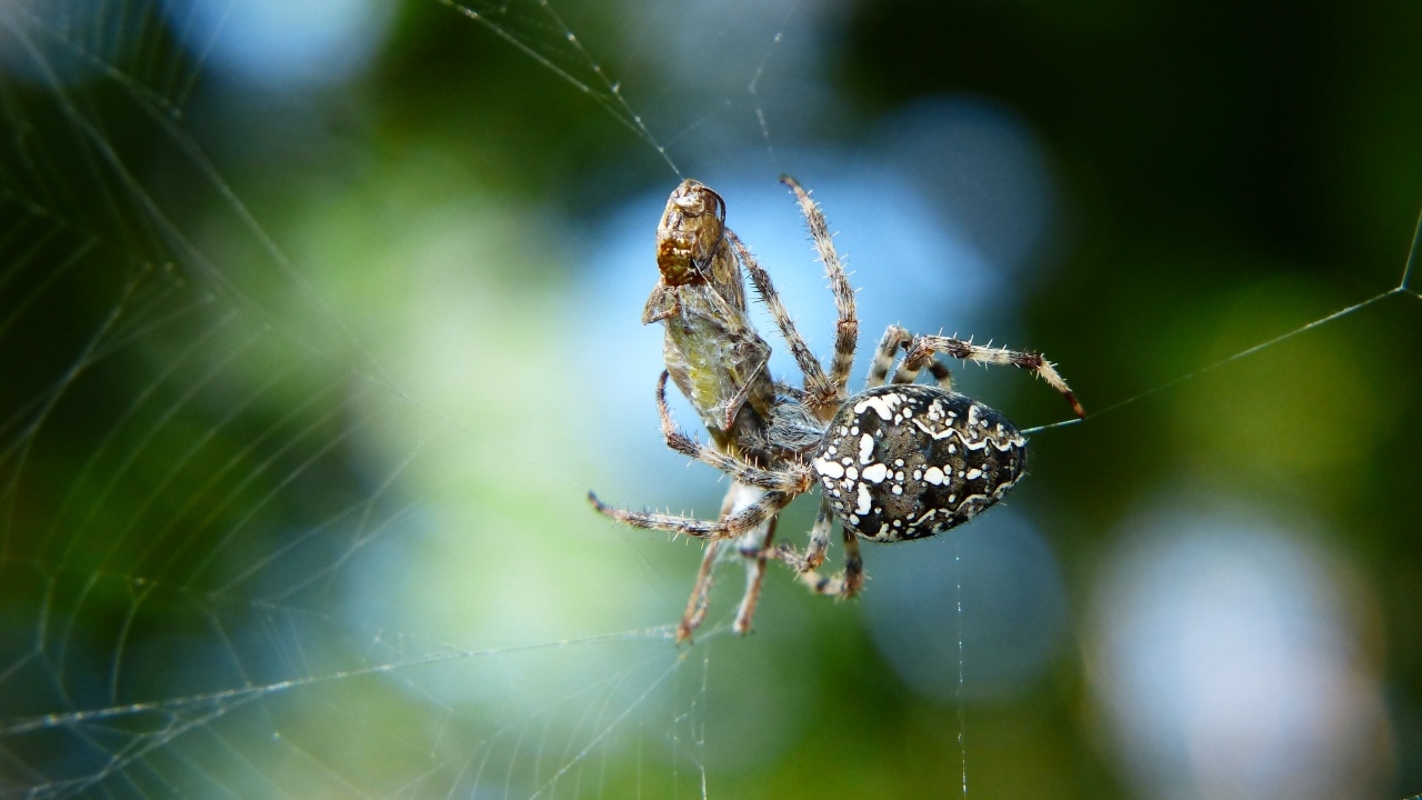 Паук с добычей в паутине