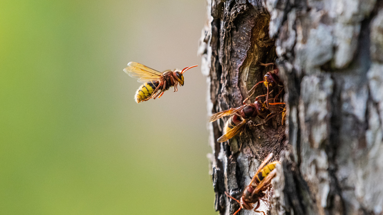 Пчелы сделали улей в дупле дерева