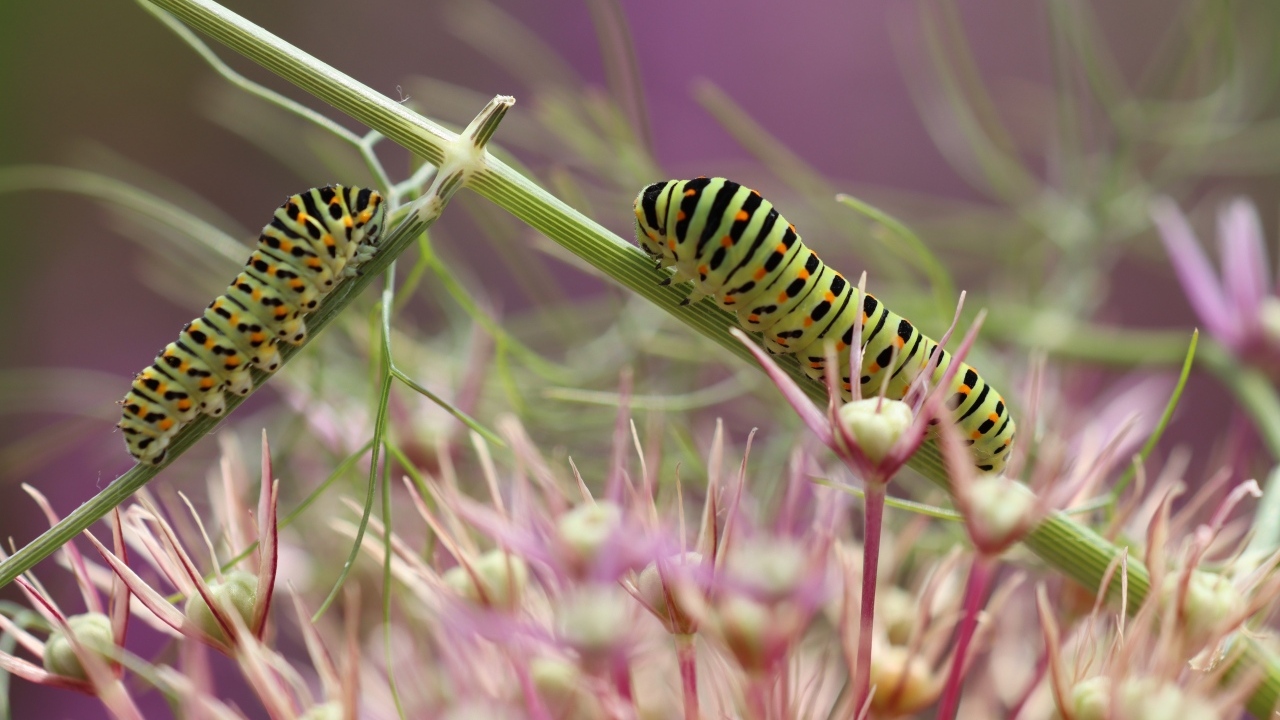 Две зеленые гусеницы на цветке