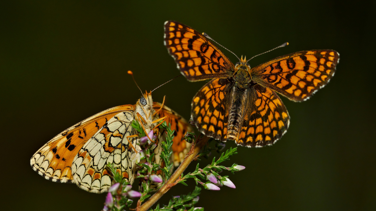Две крупные бабочки на цветке