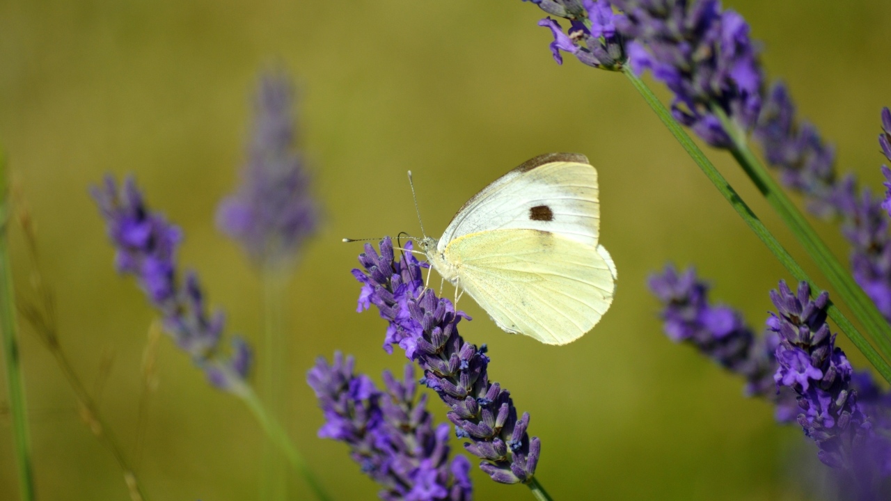 Белая бабочка сидит на цветке лаванды