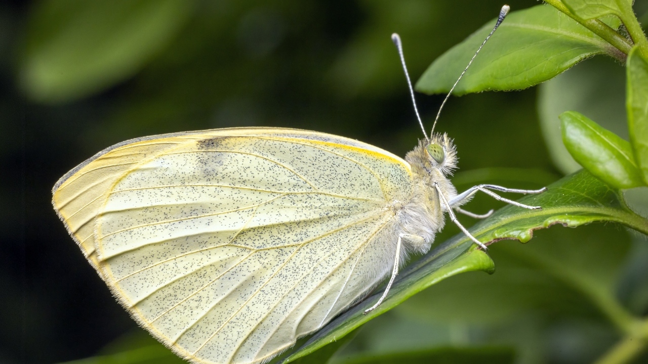 Белая бабочка сидит на зеленом листе