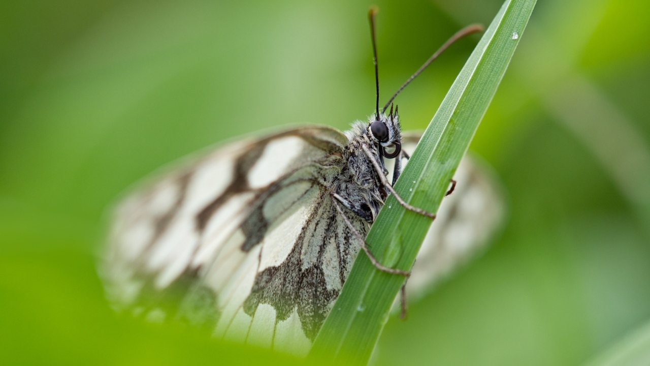 Белая бабочка сидит на зеленой траве