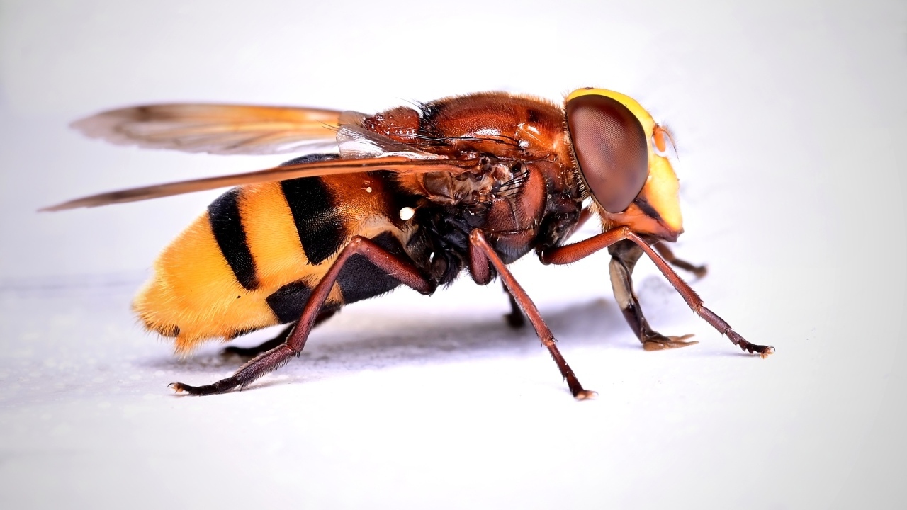 Желтая оса на сером фоне крупным планом