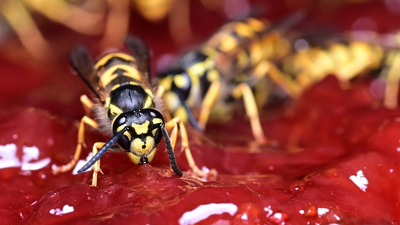 Желтые осы сидят на варенье
