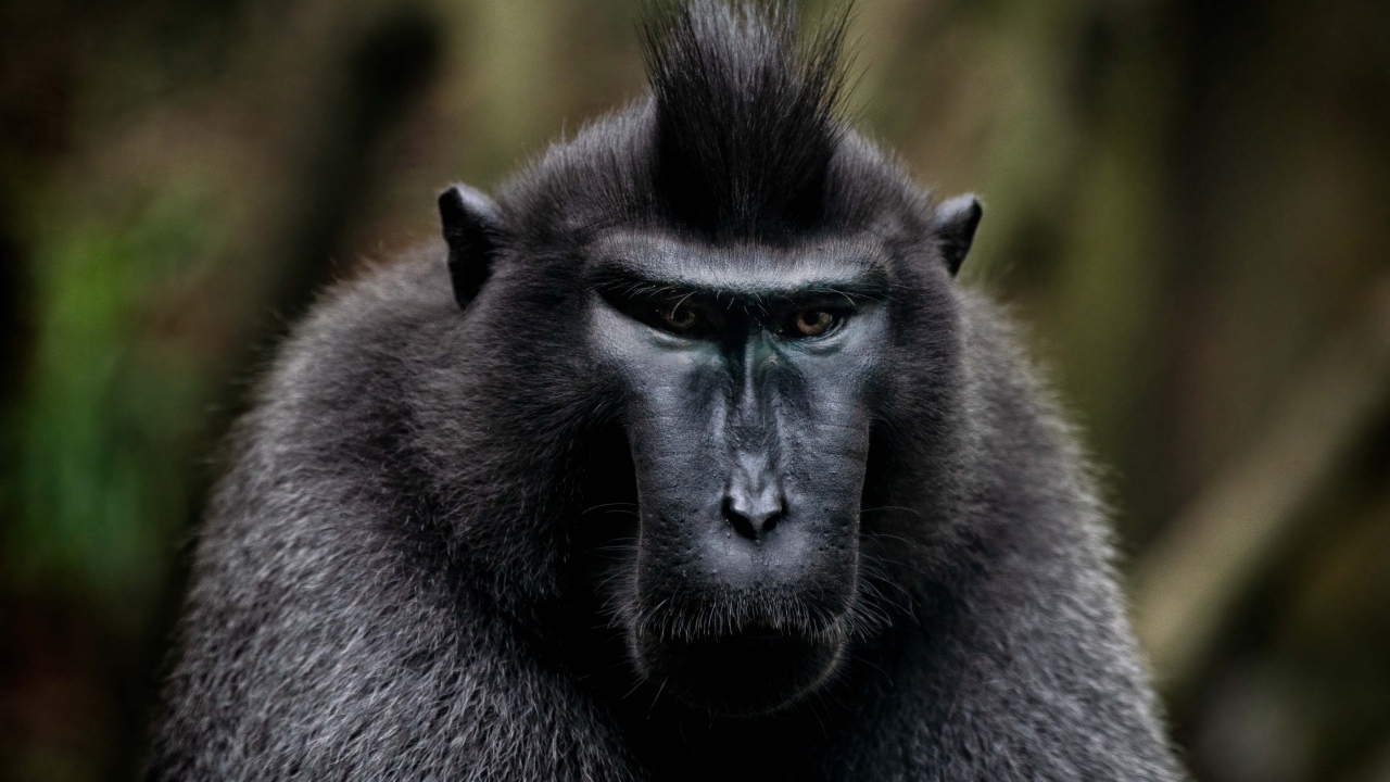 Черная хохлатая макака крупным планом