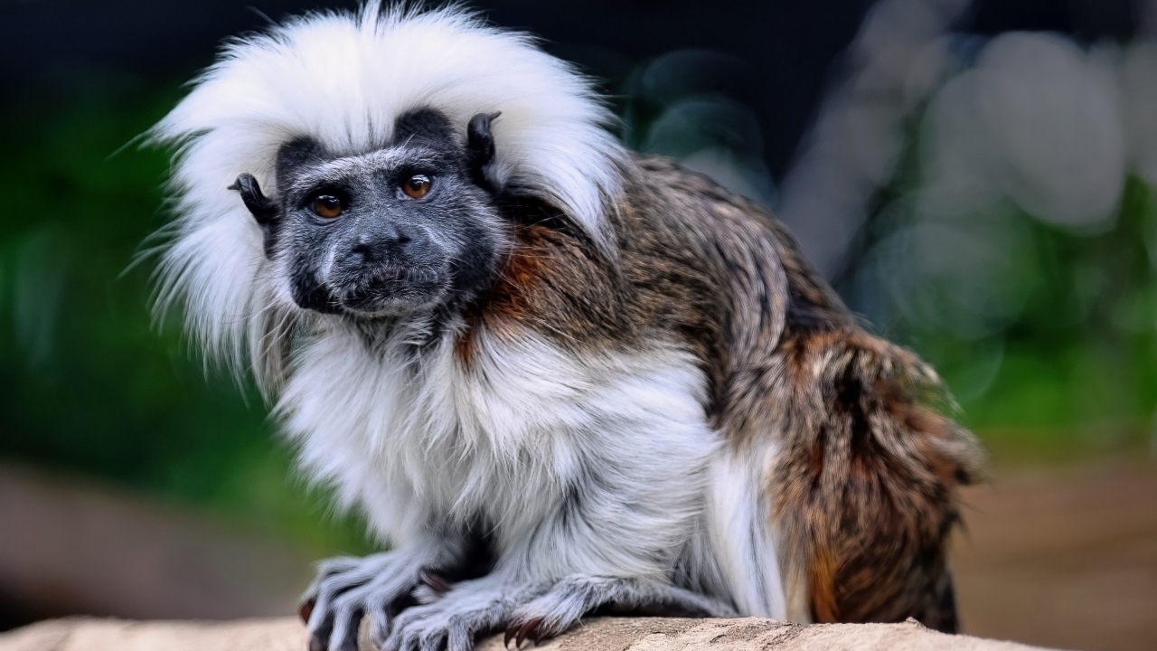 Смешной хлопковый тамарин сидит на дереве