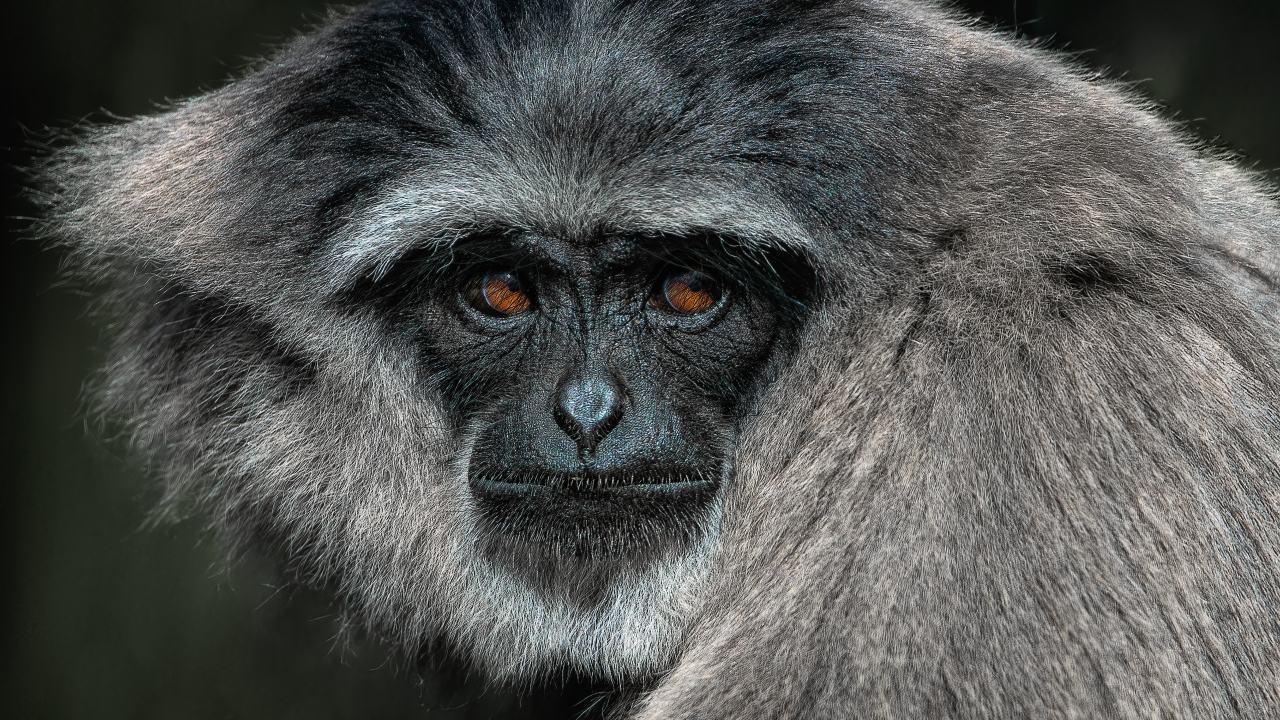 Большой серебристый гиббон