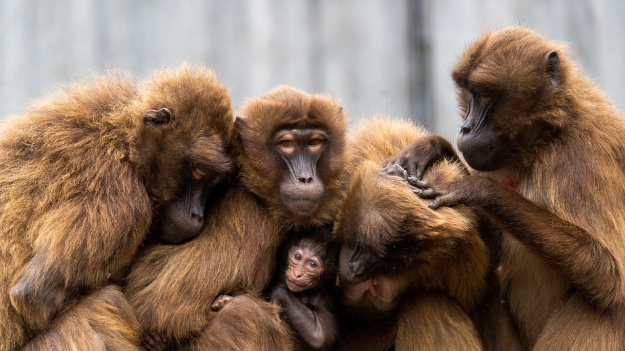 Теплые отношения семьи обезьян
