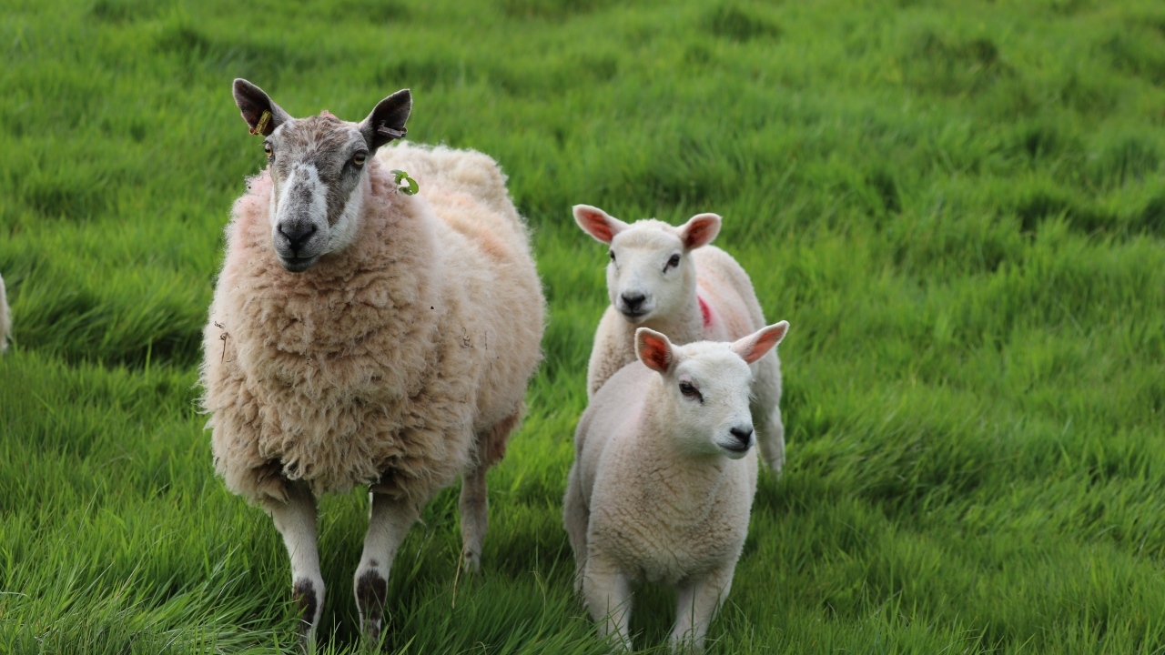 Большая овца с детенышами на траве