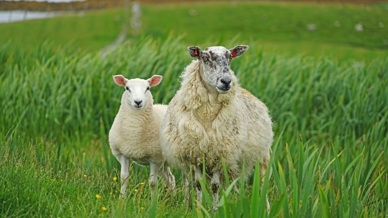 Большая овца с ягненком в зеленой траве