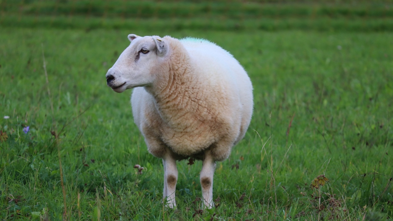 Большая белая овца на зеленой траве 