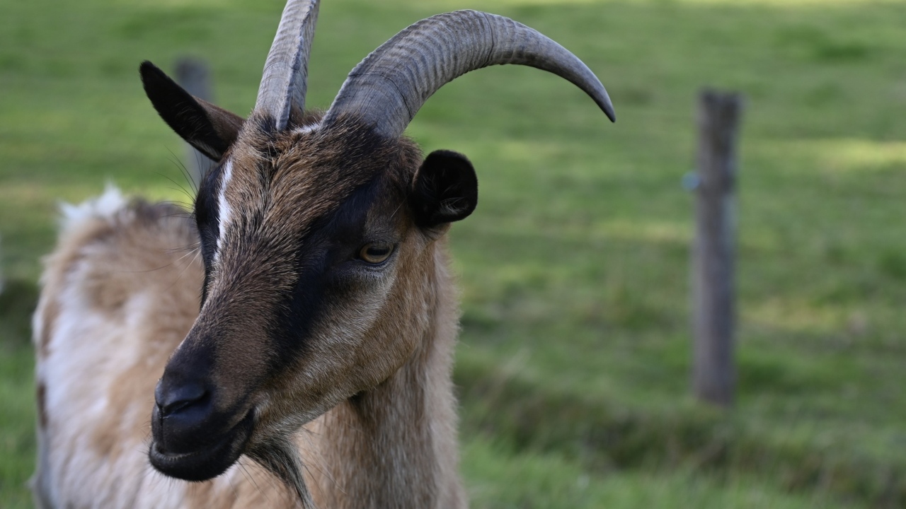 Домашняя коричневая коза с острыми рогами