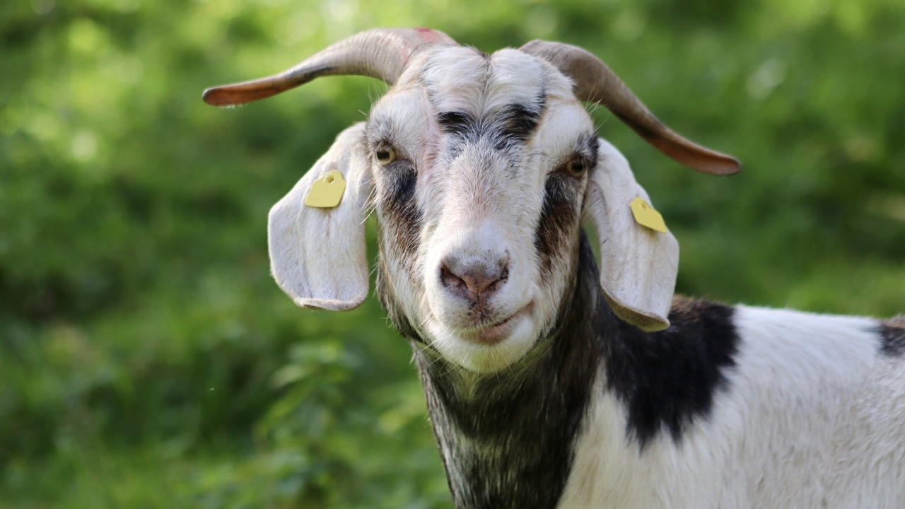 Домашняя коза с рогами
