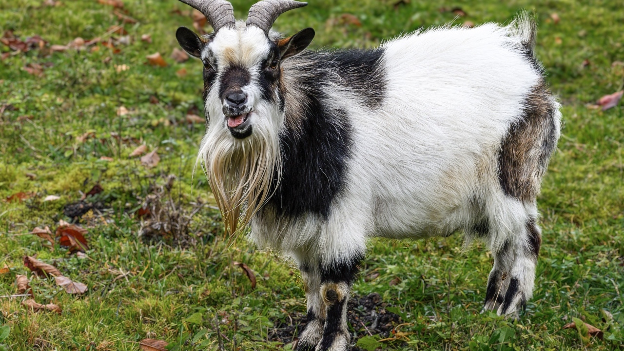 Козел с длинной бородой
