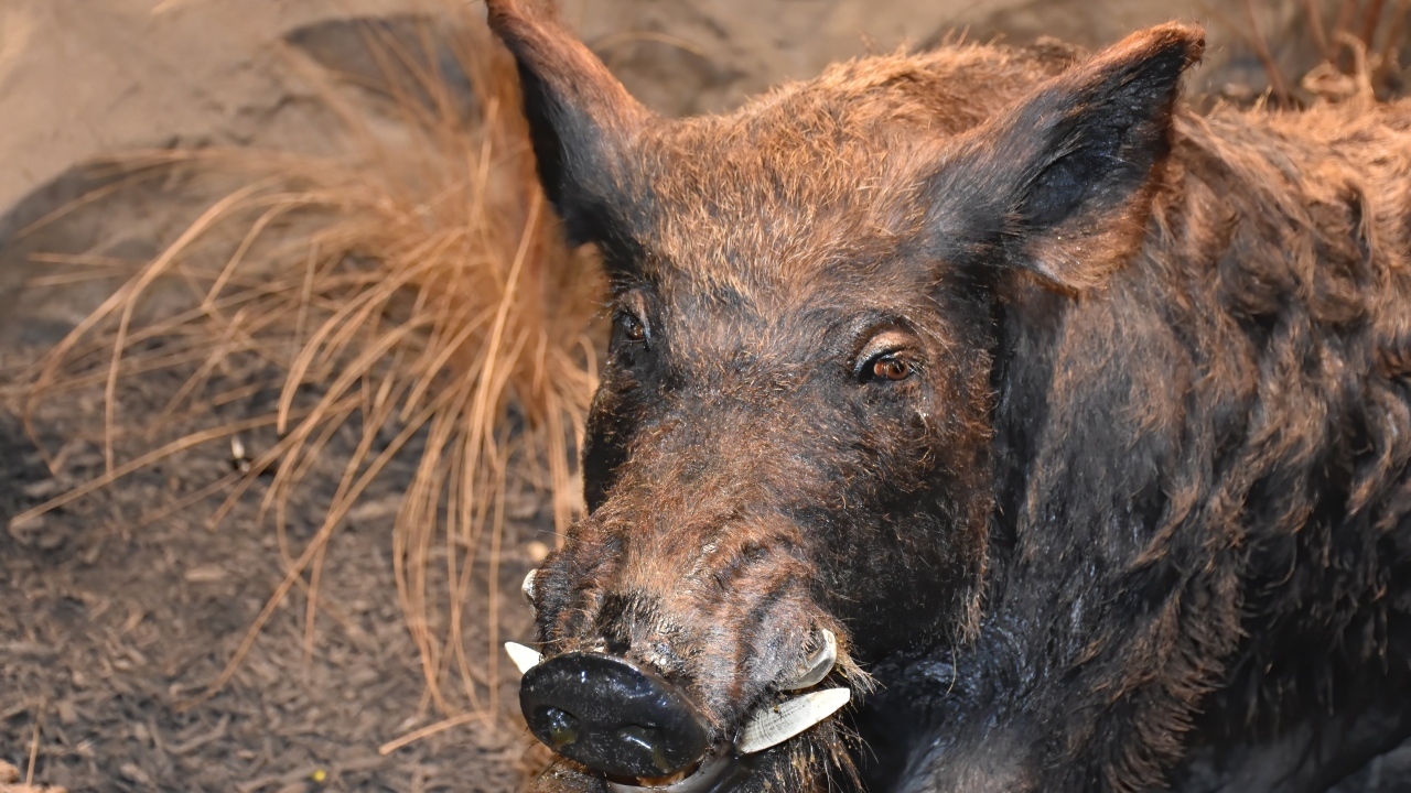 Big wild boar close up