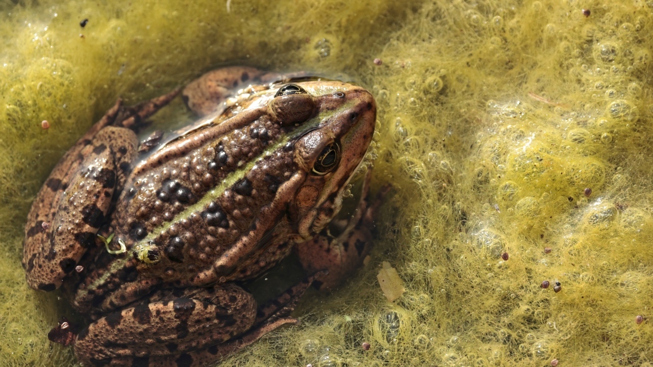 Большая жаба сидит в водорослях 