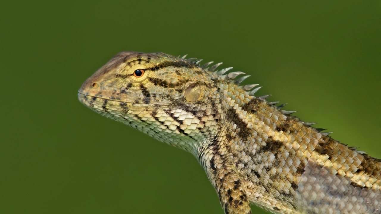 Красивая ящерица на зеленом фоне