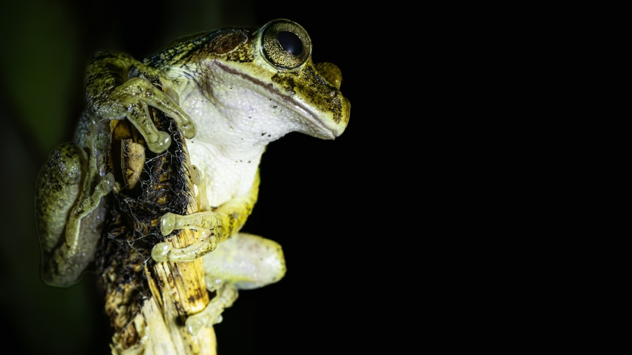 Большая зеленая лягушка сидит на ветке на черном фоне