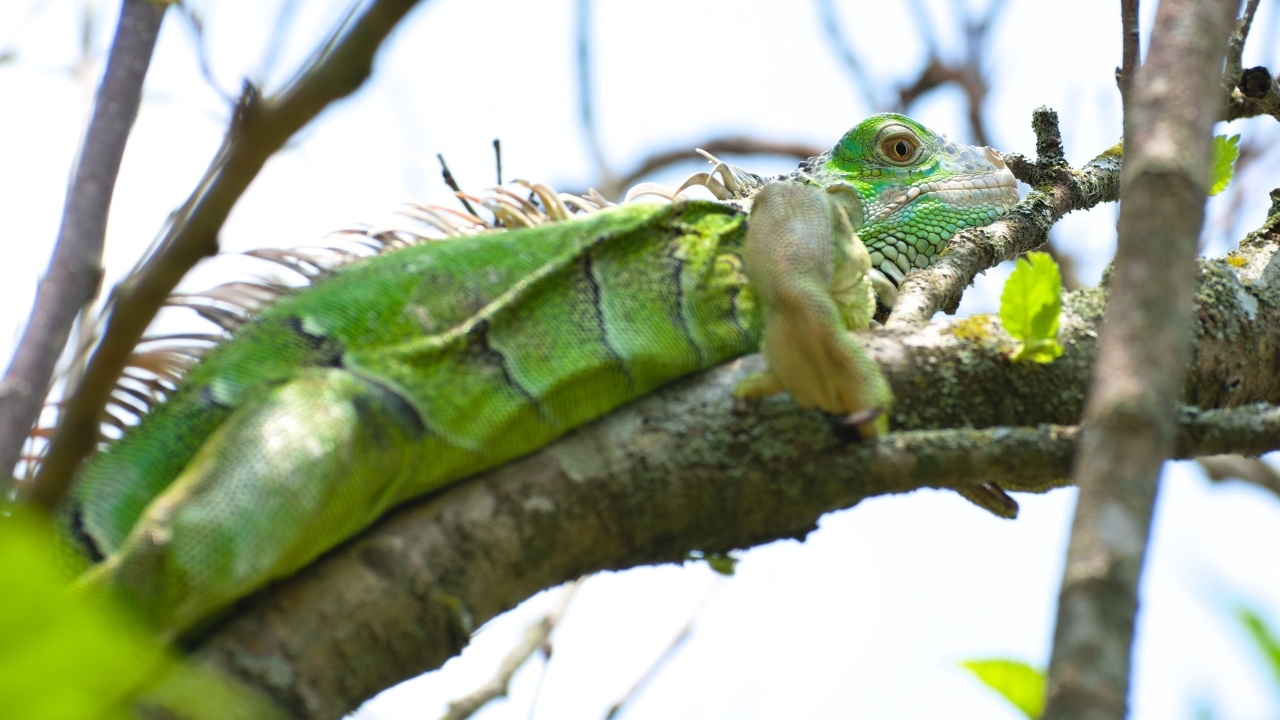 Большая зеленая игуана на ветке