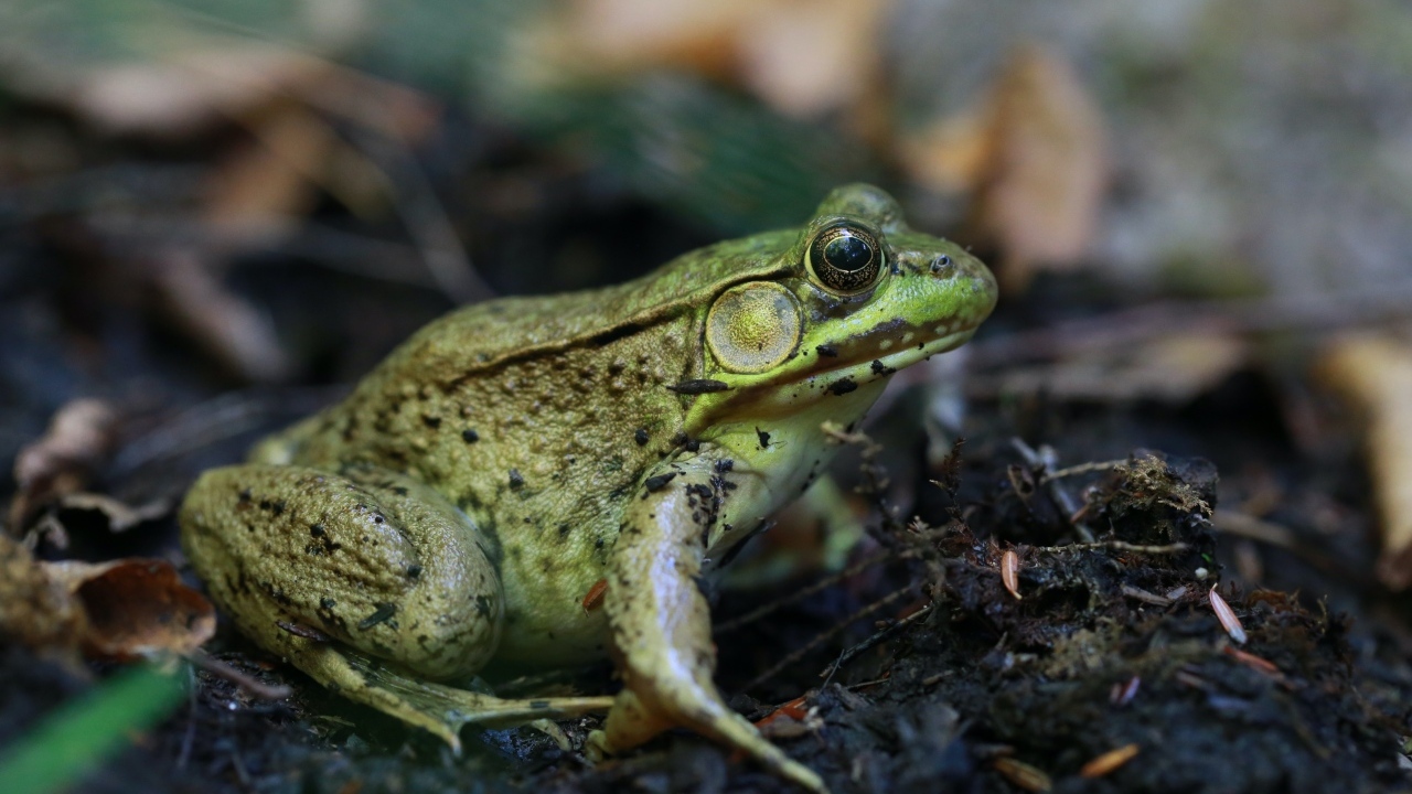 Большая зеленая жаба на земле