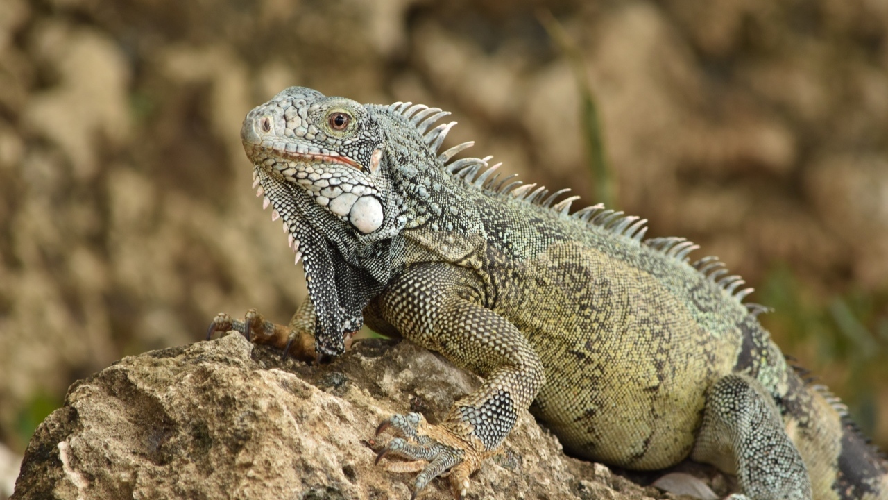 Большая игуана сидит на камне
