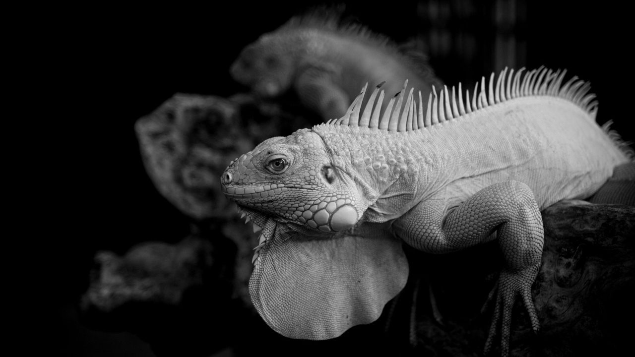 Черно-белое фото игуаны