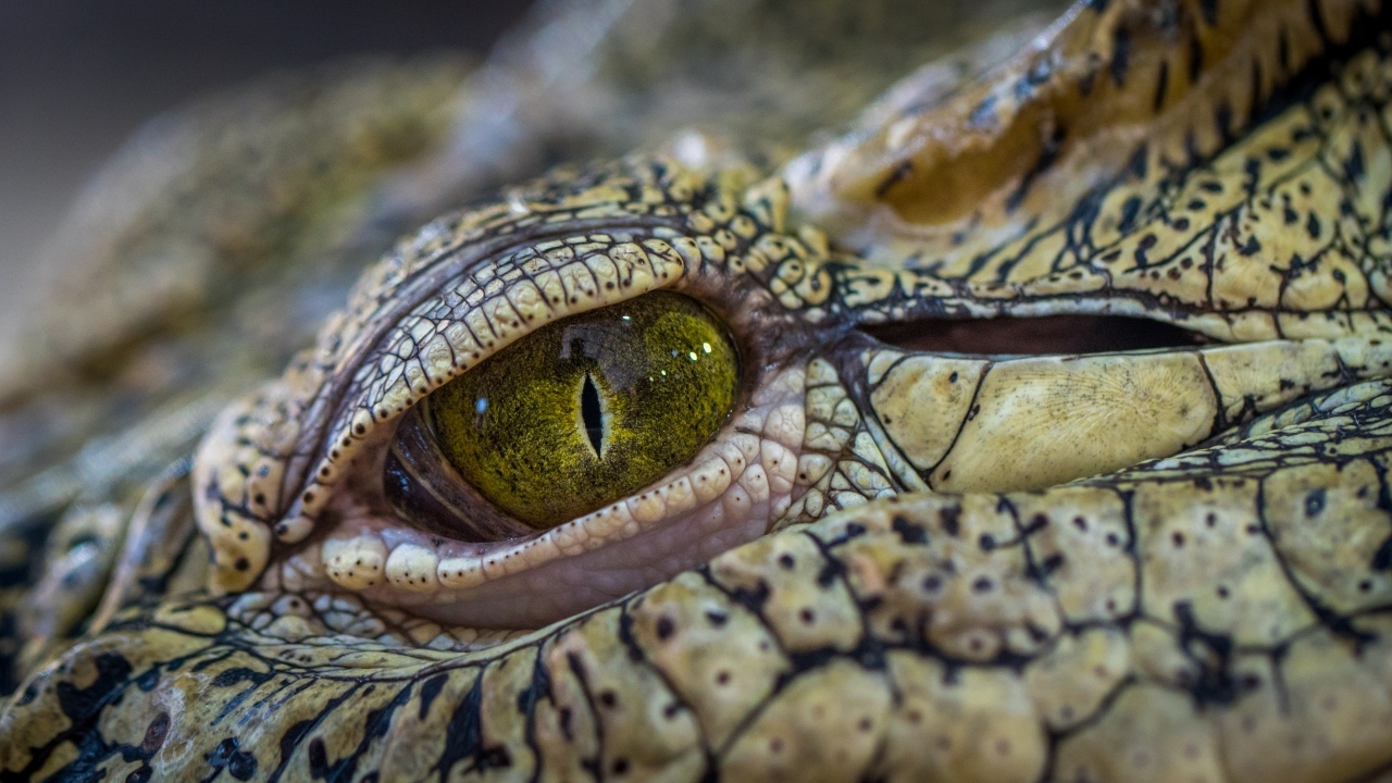 Зеленый глаз аллигатора