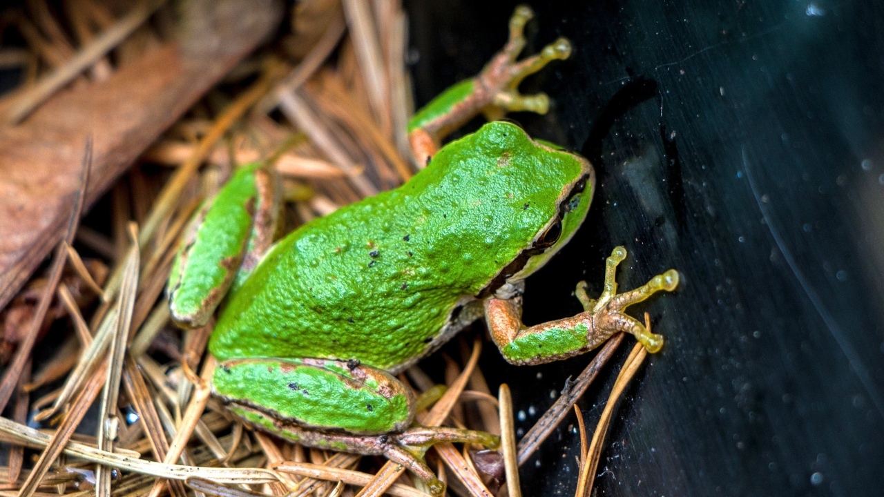Зеленая лягушка сидит на траве 