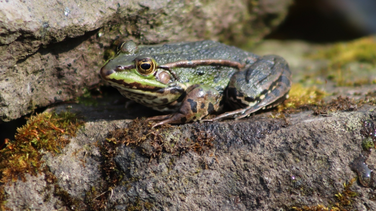 Зеленая прудовая лягушка на камне