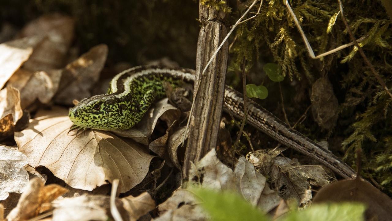 Зеленая песчаная ящерица в листве 