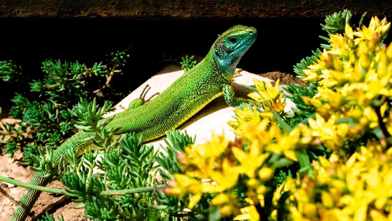 Большая зеленая ящерица в желтых цветах
