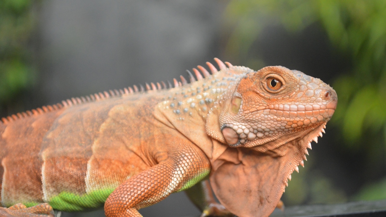 Оранжевая игуана крупным планом