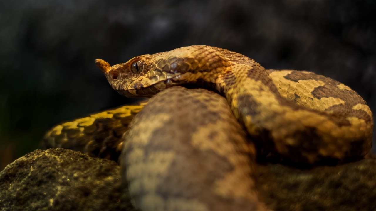 Ядовитая гадюка лежит на камне