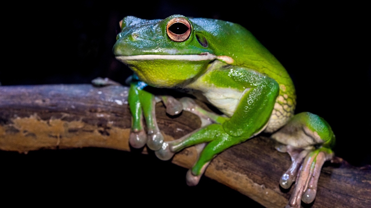 Скользкая зеленая лягушка сидит на ветке