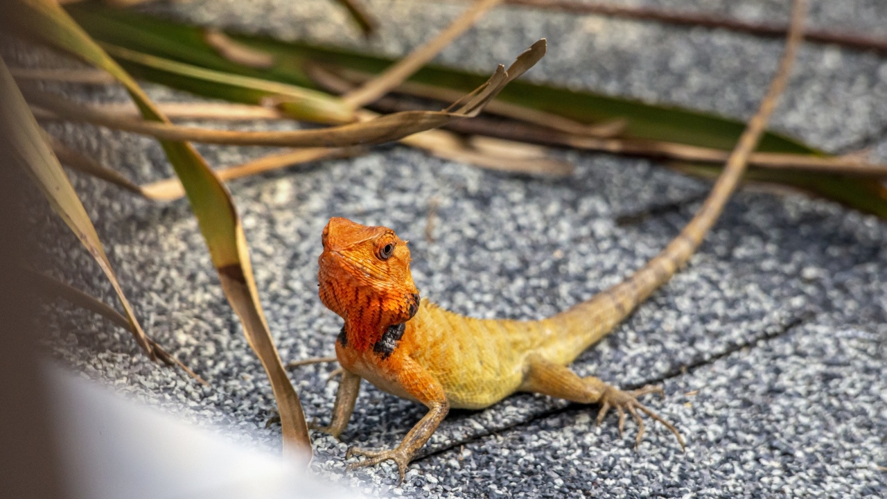 Маленькая оранжевая восточная садовая ящерица