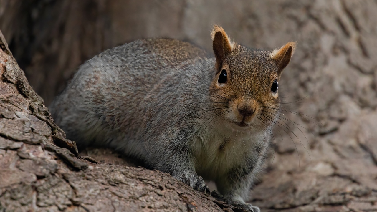 Большая серая белка сидит в дупле