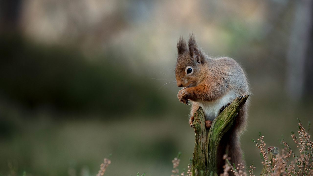 Маленькая рыжая белка сидит на сухой коряге